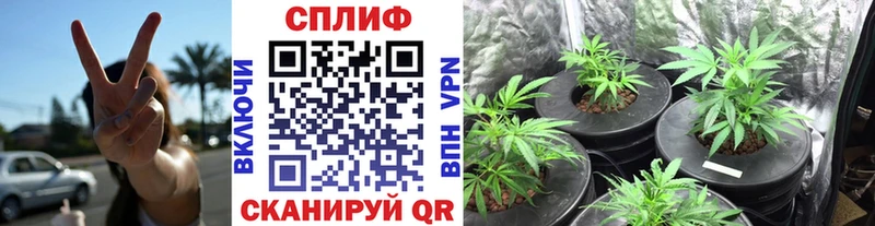 купить наркотики цена  Луза  Шишки марихуана семена 